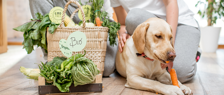 Chien avec aliments frais